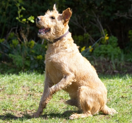 OK, gimme, gimme, gimme
Anahtar kelimeler: Tintin Irish Terrier