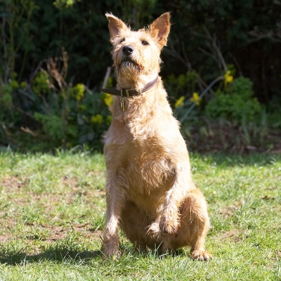 I think that's for me
Keywords: Tintin Irish Terrier