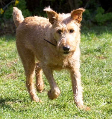 Gotta go exploring
Palabras clave: Tintin Irish Terrier