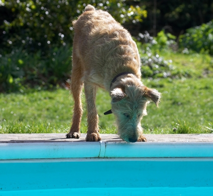 Boy, this is a big water bowl
Słowa kluczowe: Tintin Irish Terrier swimming pool