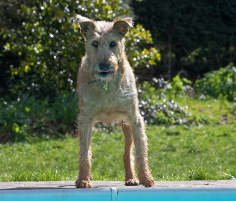 How do I get to the other side?
Keywords: Tintin Irish Terrier swimming pool
