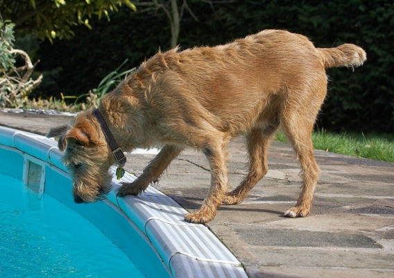 Now, how do I get a drink without falling in?!
Trefwoorden: Tintin Irish Terrier swimming pool