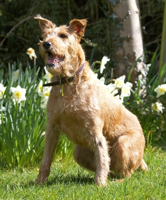 This IS sitting!
Λέξεις-κλειδιά: Tintin Irish Terrier