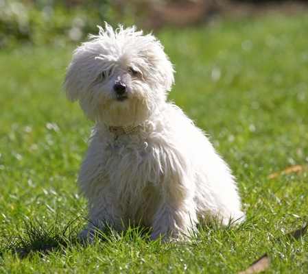 Quick, take the picture while I'm sitting still!!
Keywords: Lulu Bolognese