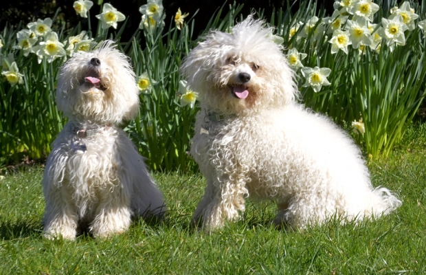 We're having such a good time
Ключевые слова: Oscar Lulu Bolognese tongue