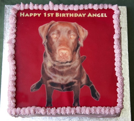 Angel's birthday cake
Keywords: Angel Chocolate Labrador birthday cake