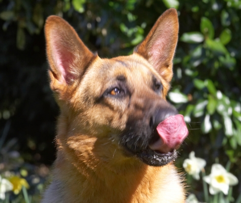 Boy, that was delicious
Ключові слова: Sasha German Shepherd tongue