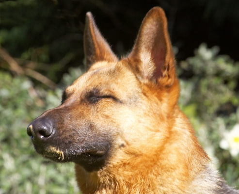 Savouring every moment
Keywords: Sasha German Shepherd
