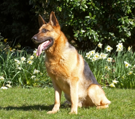 Time for a breather
Anahtar kelimeler: Sasha German Shepherd tongue