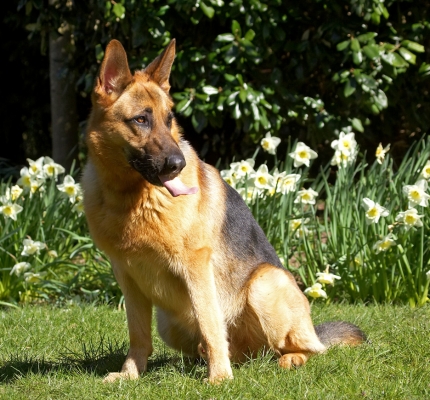 Jus' lickin' my chops
Schlüsselwörter: Sasha German Shepherd tongue
