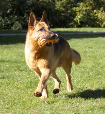 Busy, busy, busy
Palabras Clave: Sasha German Shepherd
