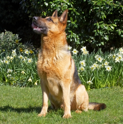 I think you've got something for me
Schlüsselwörter: Sasha German Shepherd