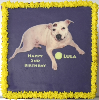 Happy birthday Lula
Palabras clave: Lula Staffordshire Bull Terrier birthday cake