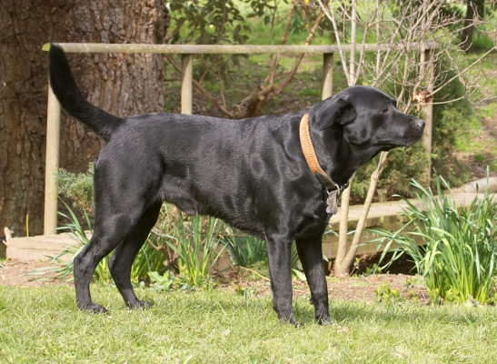 Now which way should I go?
Trefwoorden: Slipper Black Labrador