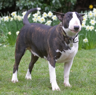 I'm still working on it
Ключові слова: Indie English Bull Terrier