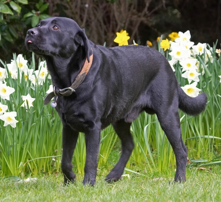 Is there more?
Schlüsselwörter: Slipper Black Labrador
