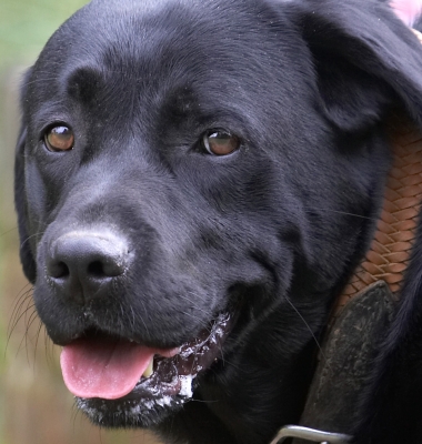 So, what's up?!
Keywords: Slipper Black Labrador tongue