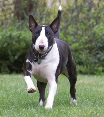 I'm a coming
Palabras clave: Indie English Bull Terrier