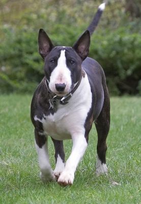 Just breaking into a trot
Keywords: Indie English Bull Terrier