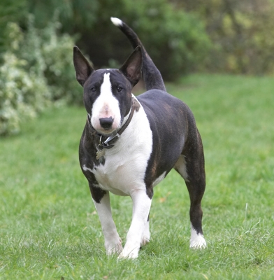 You called.............
Ключові слова: Indie English Bull Terrier