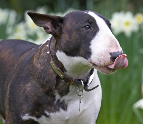 Yummmmmmmmm
Keywords: Indie English Bull Terrier tongue