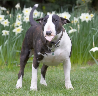 What do you mean "that's a funny face"?!
Anahtar kelimeler: Indie English Bull Terrier tongue