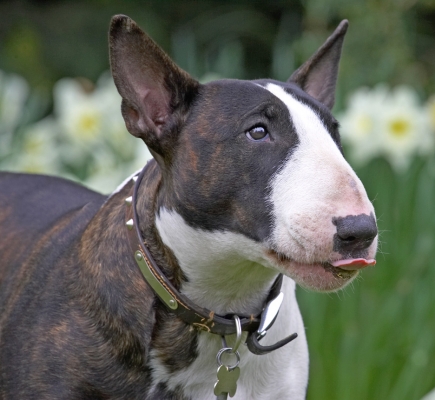 Just a minute, I've got my mouth full
Anahtar kelimeler: Indie English Bull Terrier tongue