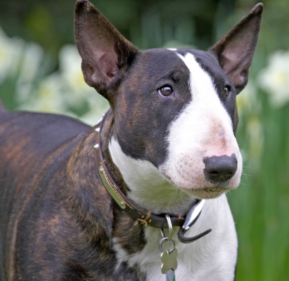I've got my eye on you
Trefwoorden: Indie English Bull Terrier
