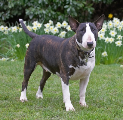 C'mon then, let's play
Λέξεις-κλειδιά: Indie English Bull Terrier