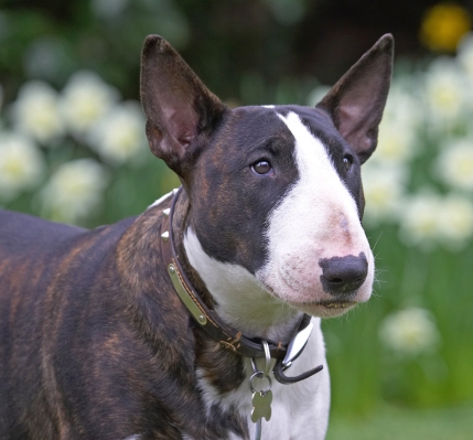 Hey, great eye contact
Keywords: Indie English Bull Terrier