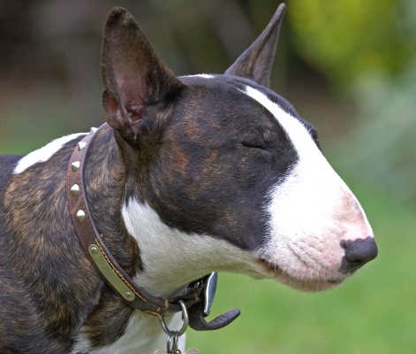 Oooh, this takes concentration
Klíčová slova: Indie English Bull Terrier