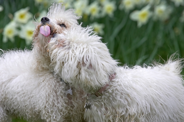 C'mon - share!!
Palabras Clave: Oscar Lulu Bolognese tongue