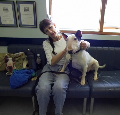 It doesn't seem too bad here - at least I've got a seat
Mots-clés: Marjorie English Bull Terrier Kiko