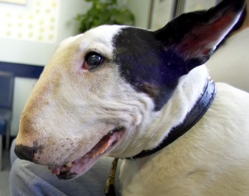 Keep smiling - that's what we bull terriers do
Ключевые слова: Kiko English Bull Terrier