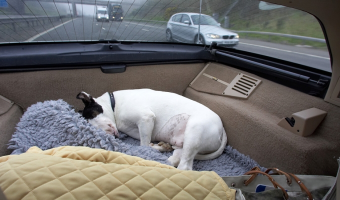 This is my favourite activity
Anahtar kelimeler: Kiko English Bull Terrier