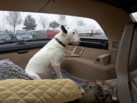 Just watching the world pass by
Anahtar kelimeler: Kiko Englilsh Bull Terrier