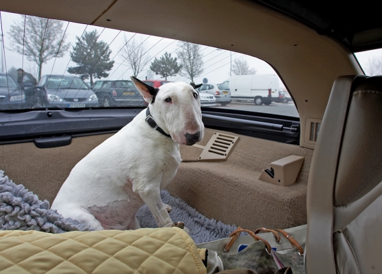 OK, when we gonna get going?
Schlüsselwörter: Kiko English Bull Terrier