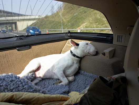 I just love the sunshine
Anahtar kelimeler: Kiko English Bull Terrier