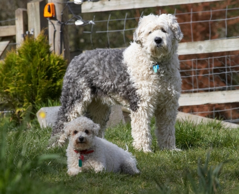 Little and large
Anahtar kelimeler: Animal Animals Arnie Best Bichon Frise Canine Canines Dog Dogs Friends Land Mammal Land Mammals Lucy Old English Sheedog Play Playing Playtime Terrestrial Mammal Terrestrial Mammals