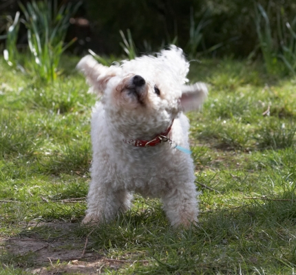 ......... shake, rattle and .........
Keywords: Animal Animals Arnie Bichon Frise Canine Canines Dog Dogs Land Mammal Land Mammals Play Playing Playtime Terrestrial Mammal Terrestrial Mammals