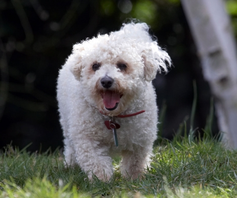 Off for a stroll
Klíčová slova: Animal Animals Arnie Bichon Frise Canine Canines Dog Dogs Land Mammal Land Mammals Play Playing Playtime Terrestrial Mammal Terrestrial Mammals Tongue
