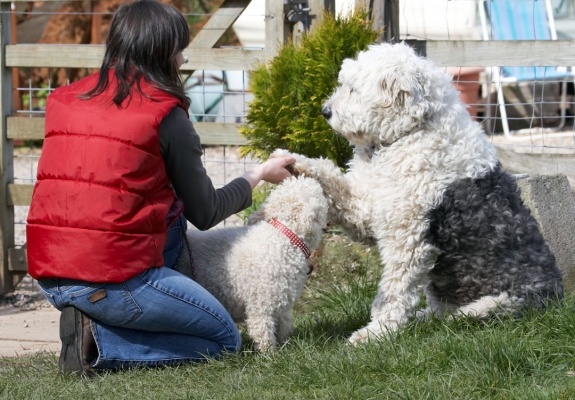 Just hold me
Schlüsselwörter: Canine Old English Sheedog Lucy Land Mammals Land Mammal Friends Emilia Dogs Dog Canines Animal Animals Arnie Best Bichon Frise Paw Play Playing Playtime Shake Terrestrial Mammal Terrestrial Mammals