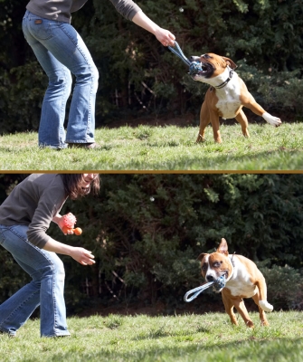Let gooooo, yeah, I won
Ключевые слова: Animal Animals Canine Canines Dog Dogs Emilia Land Mammal Land Mammals Monty Play Playing Playtime Staffordshire Bull Terrier Terrestrial Mammal Terrestrial Mammals Tug-o-war