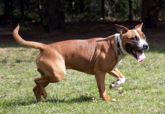 Where is it ..........
Keywords: Animal Animals Canine Canines Dog Dogs Land Mammal Land Mammals Monty Play Playing Playtime Staffordshire Bull Terrier Terrestrial Mammal Terrestrial Mammals Tongue