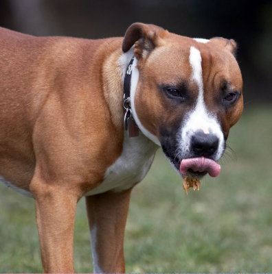 Yummmmmmmmmm
Ключови думи: Animal Animals Butter Canine Canines Dog Dogs Land Mammal Land Mammals Monty Peanut Play Playing Playtime Staffordshire Bull Terrier Terrestrial Mammal Terrestrial Mammals Tongue