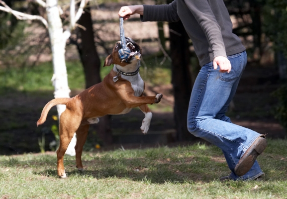 Let gooooooooooo .......
Keywords: Dogs Play Monty Leaping Leap Land Mammals Land Mammal Jumping Jump Emilia Animal Animals Canine Canines Dog Playing Playtime Staffordshire Bull Terrier Terrestrial Mammal Terrestrial Mammals Tug-o-war