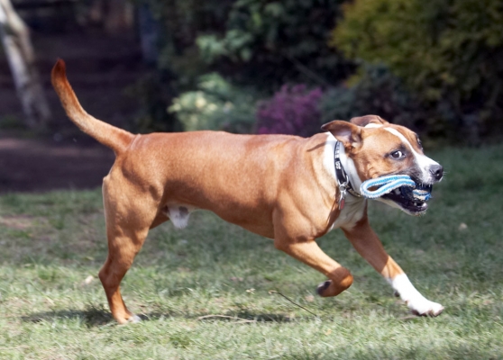 ....... I gottit
Mots-clés: Animal Animals Canine Canines Dog Dogs Land Mammal Land Mammals Monty Play Playing Playtime Staffordshire Bull Terrier Terrestrial Mammal Terrestrial Mammals