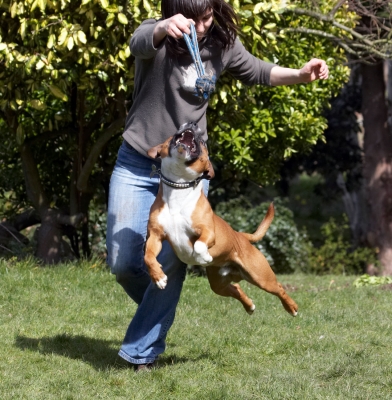 Nearly there ..........
Keywords: Dog Jumping Land Mammal Land Mammals Leap Leaping Monty Play Playing Playtime Staffordshire Bull Terrier Terrestrial Mammal Animal Animals Canine Canines Terrestrial Mammals Dogs Emilia Flying Jump