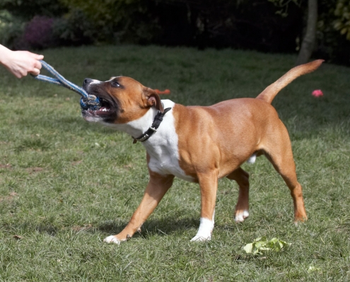 Grrrrrrrrrr ..........
Keywords: Animal Animals Canine Canines Dog Dogs Land Mammal Land Mammals Monty Play Playing Playtime Staffordshire Bull Terrier Terrestrial Mammal Terrestrial Mammals Tug-o-war