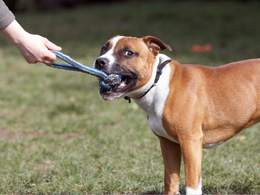 .......... only joking
Anahtar kelimeler: Animal Animals Canine Canines Dog Dogs Land Mammal Land Mammals Monty Play Playing Playtime Staffordshire Bull Terrier Terrestrial Mammal Terrestrial Mammals Tug-o-war